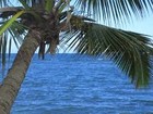 Picture for song 'An Old Hawaiian Custom' by artist 'Rex Reynolds'