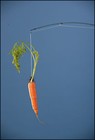 Picture for song 'Carrot on a stick' by artist 'Rich Brown'