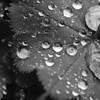 Picture for song 'Yesterday (dirty Les Paul)' by artist 'Rootz 0001'