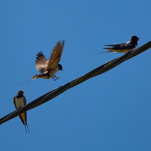 Picture for song 'Birds on a Wire' by artist 'Round The Globe'