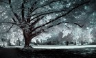 Picture for song 'Frozen (original)' by artist 'Saked'