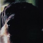 Picture for song 'Song For Sam' by artist 'Sambo Rouge'