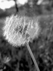 Picture for song 'Life Anew' by artist 'Sans Edge'