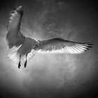 Picture for song 'In His Darkest Hour' by artist 'Shao Wei'