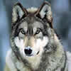 Picture for song 'Untitled 45' by artist 'Silent Rage Of Odin'