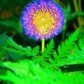 Picture for song 'The Wildflowers (wsrg mix)' by artist 'Sirk (Norway)'