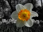 Picture for song 'a kind of loving.' by artist 'solomancini'