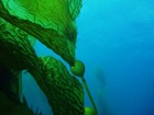 Picture for song 'Wanting for water' by artist 'Songs For Tropical Fish'
