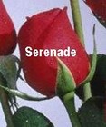 Picture for song 'SERENADE - Demo' by artist 'Spud Martin sample'