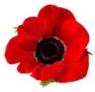 Picture for song 'LITTLE RED FLOWER' by artist 'Stan Loh'