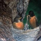 Picture for song 'ROBINS IN LOVE by Djinnie Lavrsen' by artist 'Stan Loh'