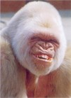 Picture for song 'Dancing Yeti' by artist 'Steven Duemler'