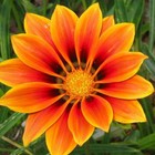 Picture for song 'Peace and Love' by artist 'svernon'