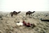 Picture for song 'The Desert Roam' by artist 'Taima'