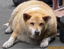Picture for song 'Dog Meal Chant (from ChanDogYa Upanishad)' by artist 'The Al Love Experience'