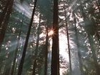 Picture for song 'In the Light of the Sun' by artist 'The Al Love Experience'