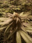 Picture for song 'Weed by The Pound' by artist 'The circle'