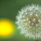 Picture for song 'In The Glorious Dawn' by artist 'The Markdanyells'