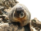 Picture for song 'Mirror, Mirror (Part 1)' by artist 'The Marmot Band'