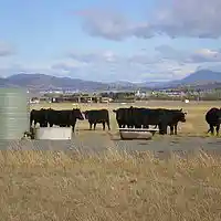 Picture for song 'Cattle of the Boral Sea' by artist 'The Mood Medics'