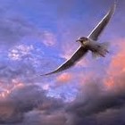 Picture for song 'IN THE SKY' by artist 'THE OFFICIAL MIGHTY'