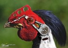 Picture for song 'Garlic Seasoned Fetus (Cyborg Chicken Ninja)' by artist 'The Retarded Chicken'