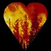Picture for song 'Forest Fire' by artist 'The Smivets'
