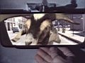 Picture for song 'Mystia and the Rear-View-Mirror Goat' by artist 'The Tia Experience'