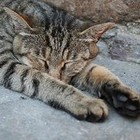 Picture for song 'Dreaming Cat of Apricale' by artist 'thma'