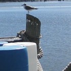 Picture for song 'St Francis(1).mp3' by artist 'Tom Stephens'