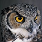 Picture for song 'Owl City- Hello Seatle- Slowed and Throwed' by artist 'TRIP STATE- FREEMASON- MC FOREMAN'