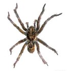 Picture for song 'Running Good' by artist 'tspidert'