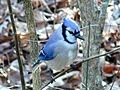 Picture for song 'That Cocky Blue Jay' by artist 'Verne Garrison (aka Lake Fork Verne)'