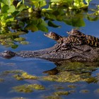 Picture for song 'Alligator Blues' by artist 'Viking Blues'