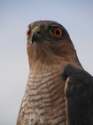 Picture for song 'Sparrowhawk' by artist 'Viking Blues'