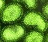 Picture for song 'The Virus' by artist 'Wan Long Kok'
