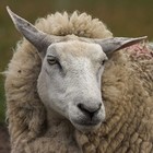 Picture for song 'The Lord is my Shepherd' by artist 'What a friend'
