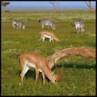 Picture for song 'FULL GRAZING' by artist 'Winylfun'