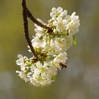 Picture for song 'Cherry Blossoms' by artist 'Wolfini'