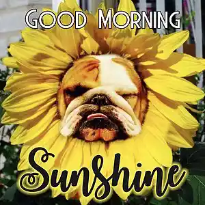 Picture for song 'Good Morning Sunshine' by artist 'Ed Music LLC'