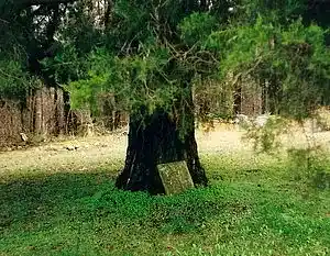 cover pic