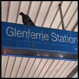 Picture for song 'Birdsong At Glenferrie Station' by artist 'Carl Gordon'