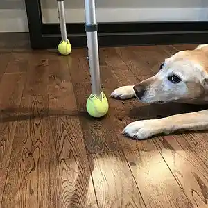 Picture for song 'Ippy Oppy Worl' by artist 'Cezar Nedelcu'