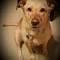 Picture for song 'pixie's sad tail' by artist 'marc fedak'