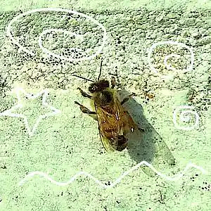 Picture for song 'the dancing bee didley bop' by artist 'tichphillips'