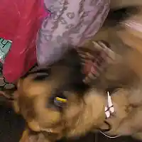 Picture for song 'ZX09' by artist 'kingzarelli'