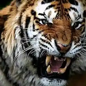 Picture for song 'Big Talk' by artist 'TcduhSoupa'