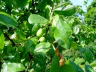 Picture for song 'Jesus Christ the Apple Tree (instrumental)' by artist 'Abbess'