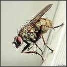 Picture for song 'Fly On the Wall' by artist 'Foul Bundy'
