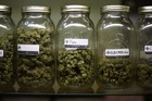 Picture for song 'ALEXPATCH - SMOKE THE CUSH (INSTRUMENTAL )' by artist 'AlexPatch'